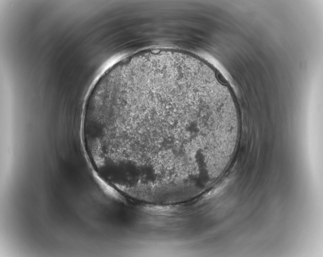 X0000087061245200705021210