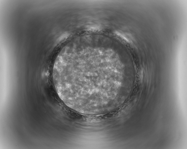 X0000087061254200705021209