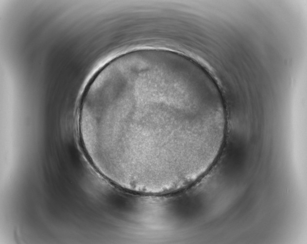 X0000087061514200705021206