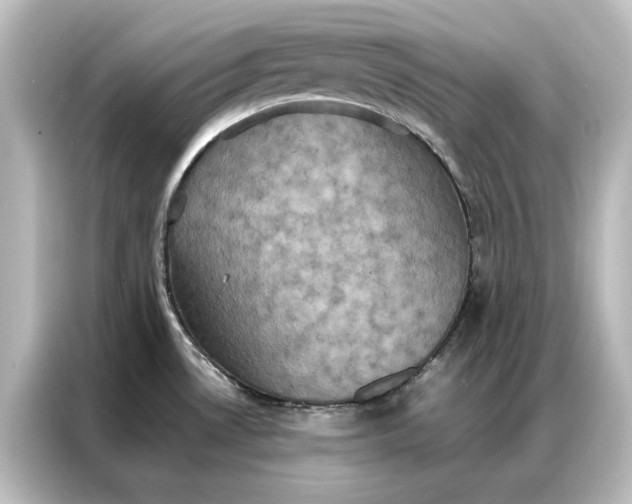 X0000087061530200705021206