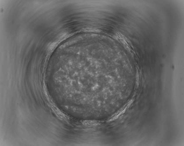 X0000087060145200705091209