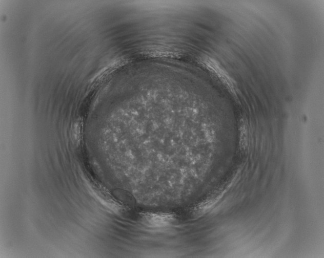 X0000087060165200705091209