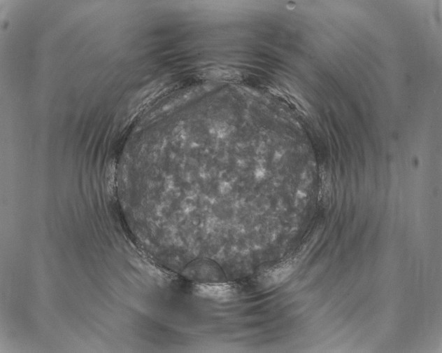 X0000087060189200705091210