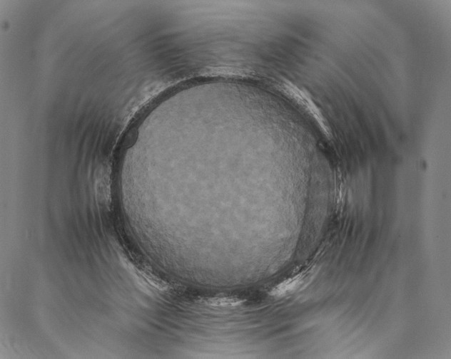 X0000087060204200705091209