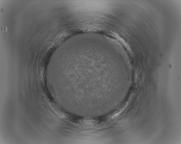 X0000087060209200705091209