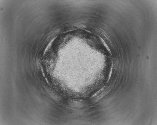 X0000087060285200705091208