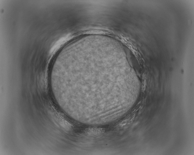 X0000087060296200705091207