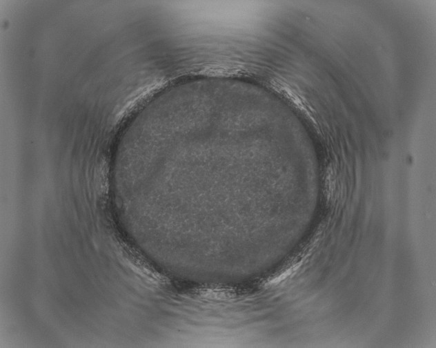 X0000087060303200705091207