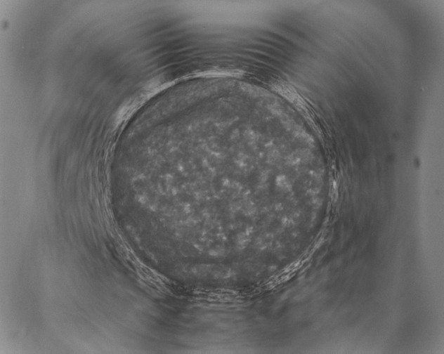 X0000087060337200705091206