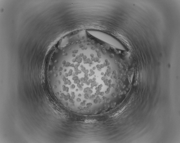 X0000087060388200705091206