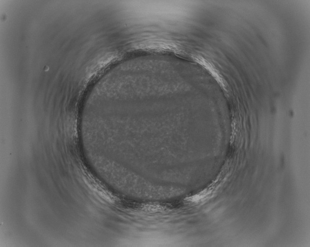 X0000087060399200705091206