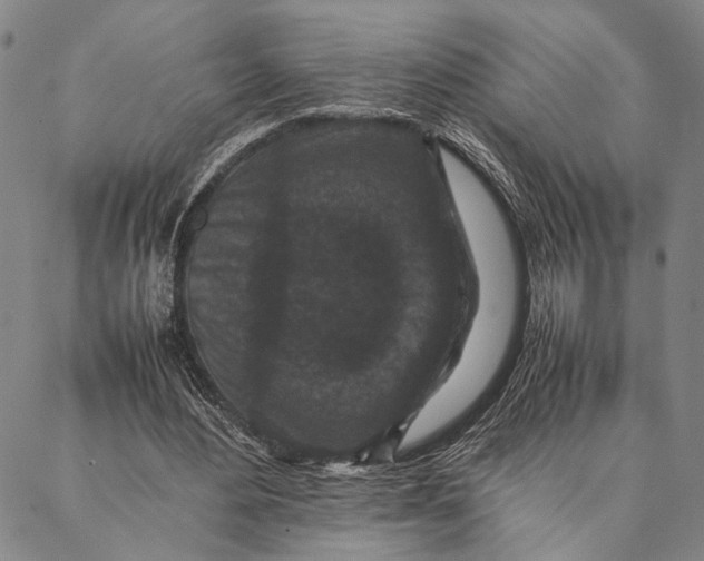 X0000087060484200705091204