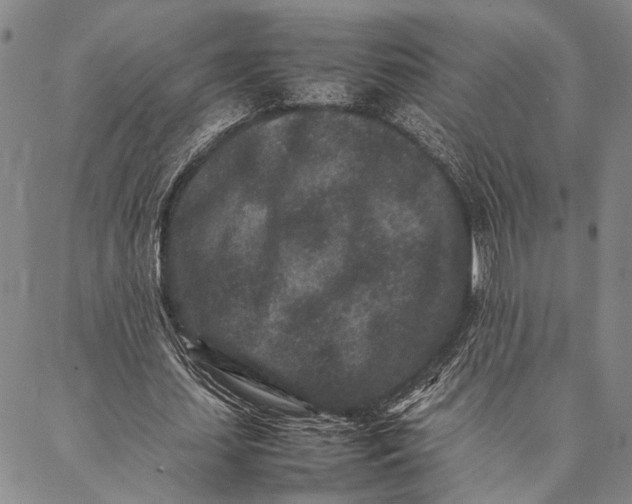 X0000087060627200705091201