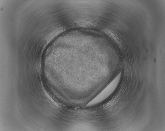 X0000087060630200705091201