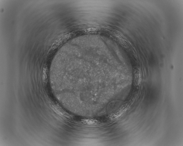 X0000087060654200705091202