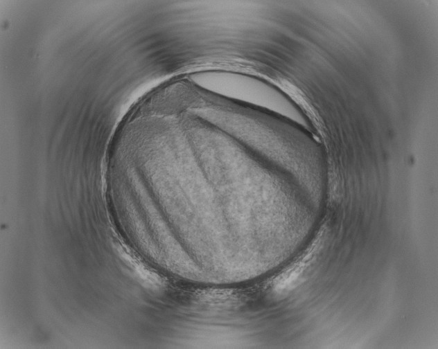 X0000087060846200705091158