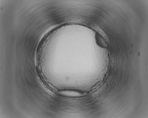 X0000087061036200705091155