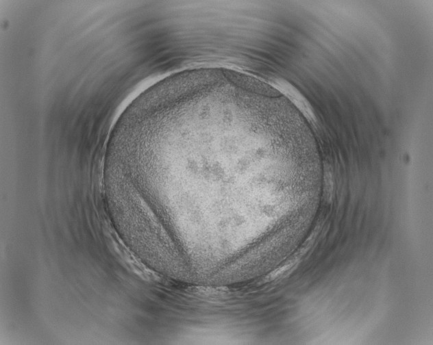 X0000087061052200705091156