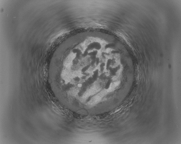 X0000087061063200705091155