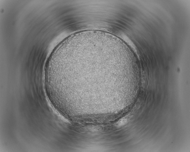 X0000087061096200705091154