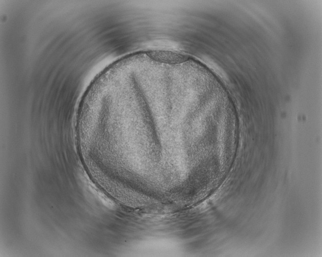 X0000087061248200705091153