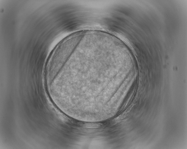 X0000087061440200705091149