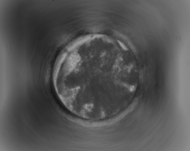 X0000087060018200705161021