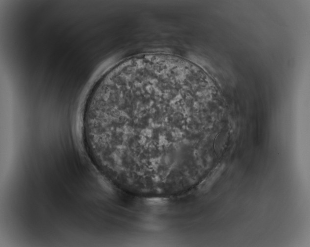 X0000087060053200705161020