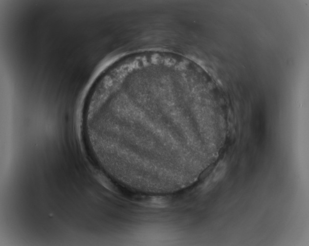 X0000087060056200705161020