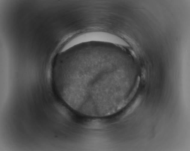 X0000087060064200705161020