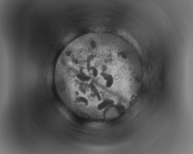 X0000087060065200705161020