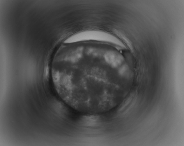 X0000087060067200705161020