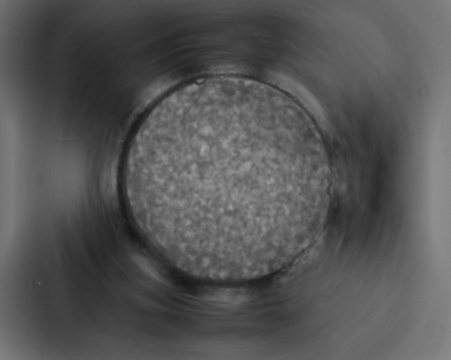 X0000087060155200705161019