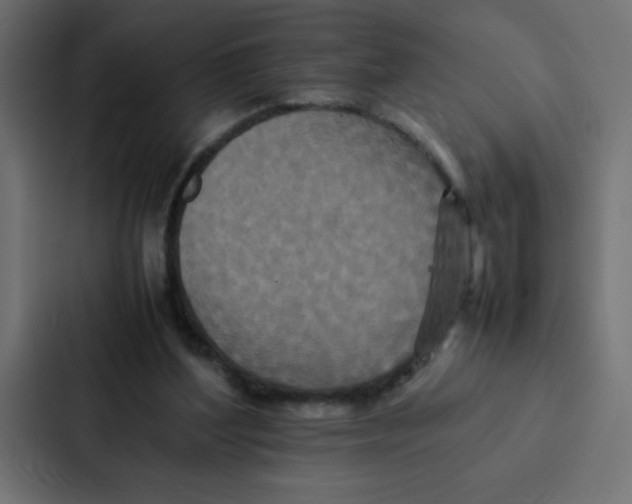 X0000087060204200705161019