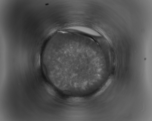 X0000087060205200705161019