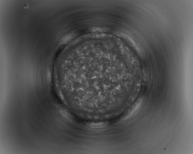 X0000087060357200705161017