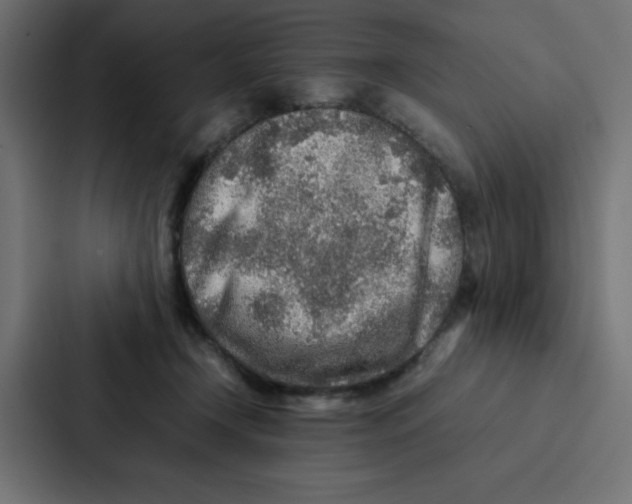 X0000087060366200705161017