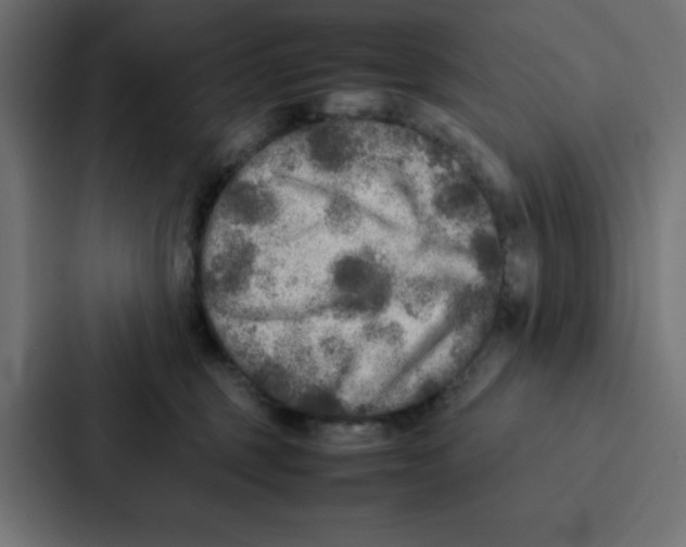 X0000087060375200705161017