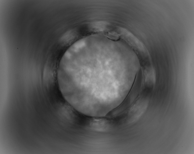 X0000087060376200705161017