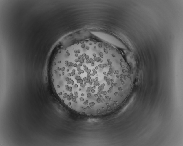X0000087060388200705161016