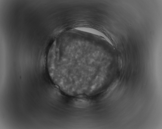 X0000087060475200705161016