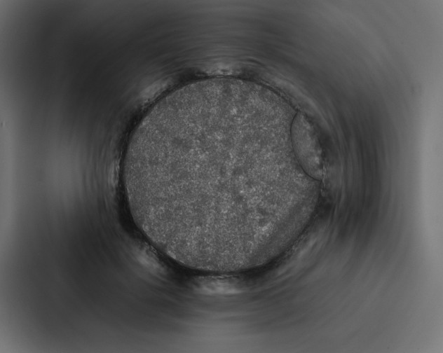 X0000087060652200705161013