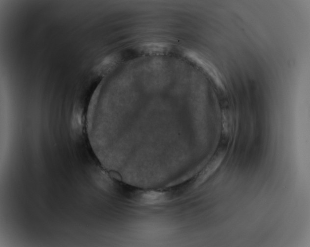 X0000087060718200705161012