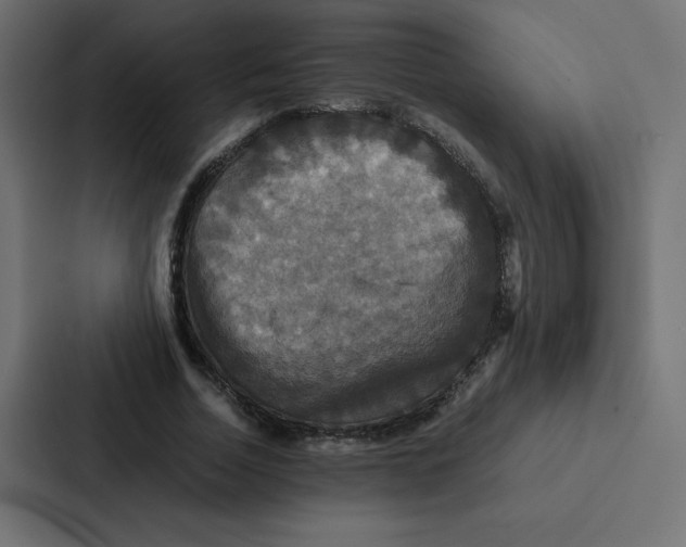 X0000087060730200705161011