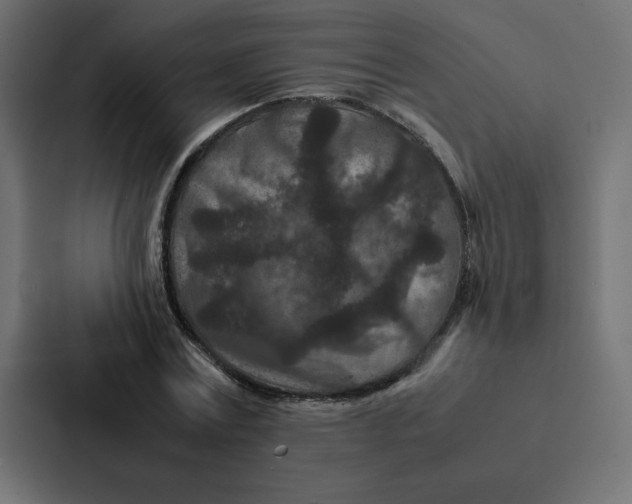 X0000087060779200705161011