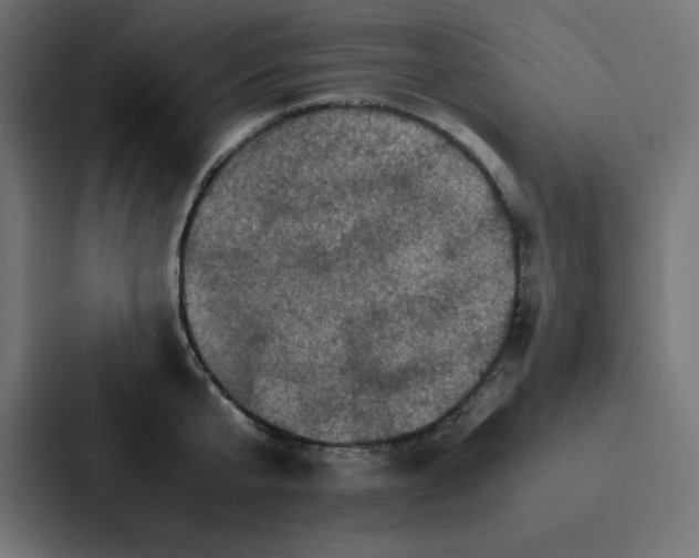 X0000087060807200705161011