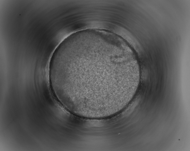 X0000087060836200705161010