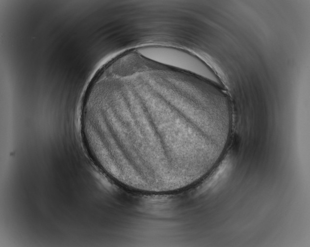 X0000087060846200705161010