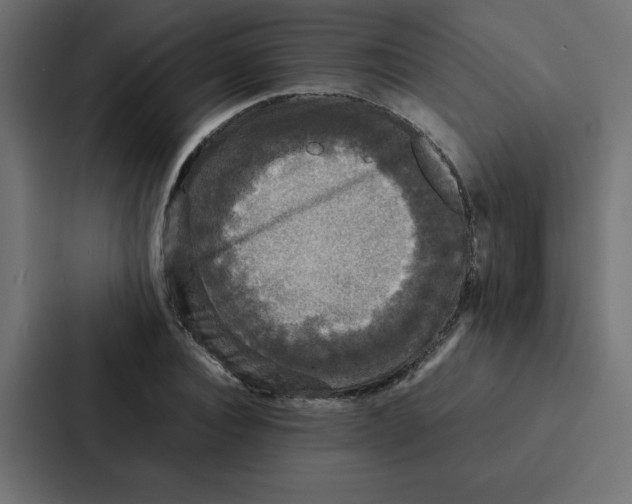 X0000087060928200705161009