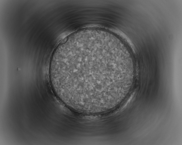 X0000087060937200705161009